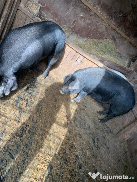 Vând 5 porcii vreau sinceritate