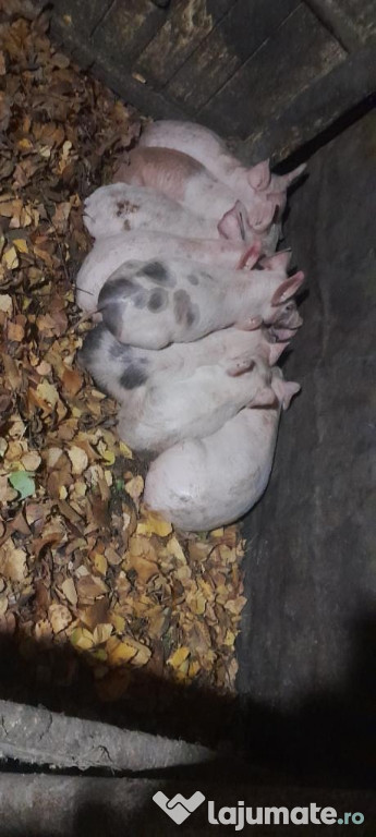 Vând porci de 4 luni