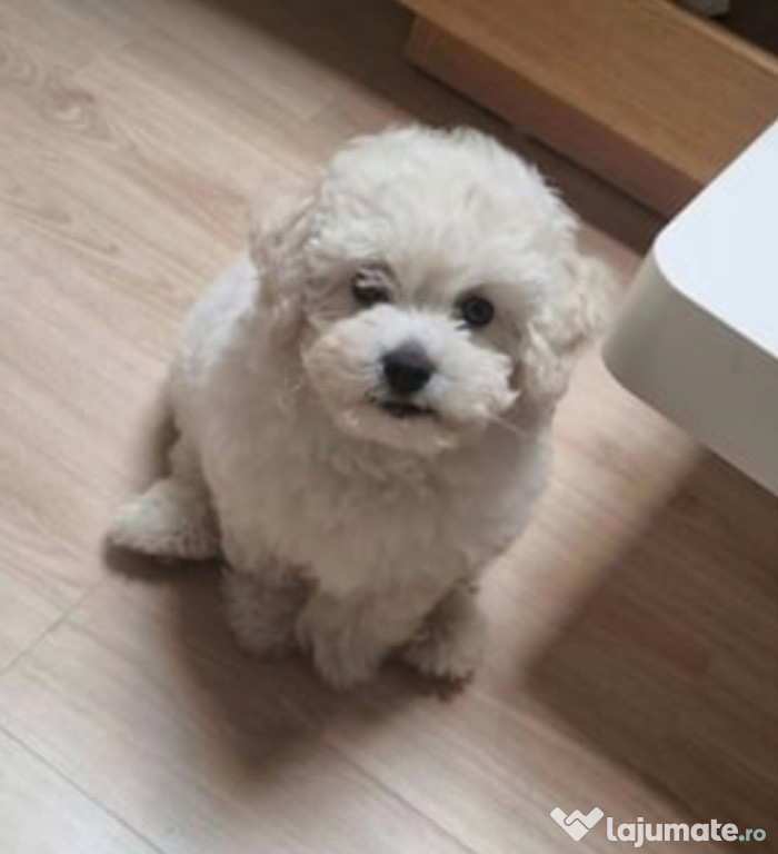 Vand pui caniche ,canis,pudel