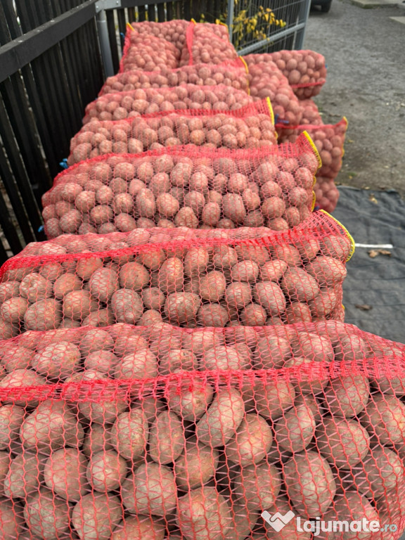 Cartof sămânță roșu