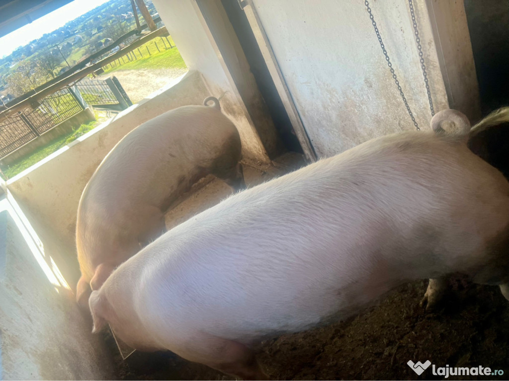 Porc de Crăciun bio