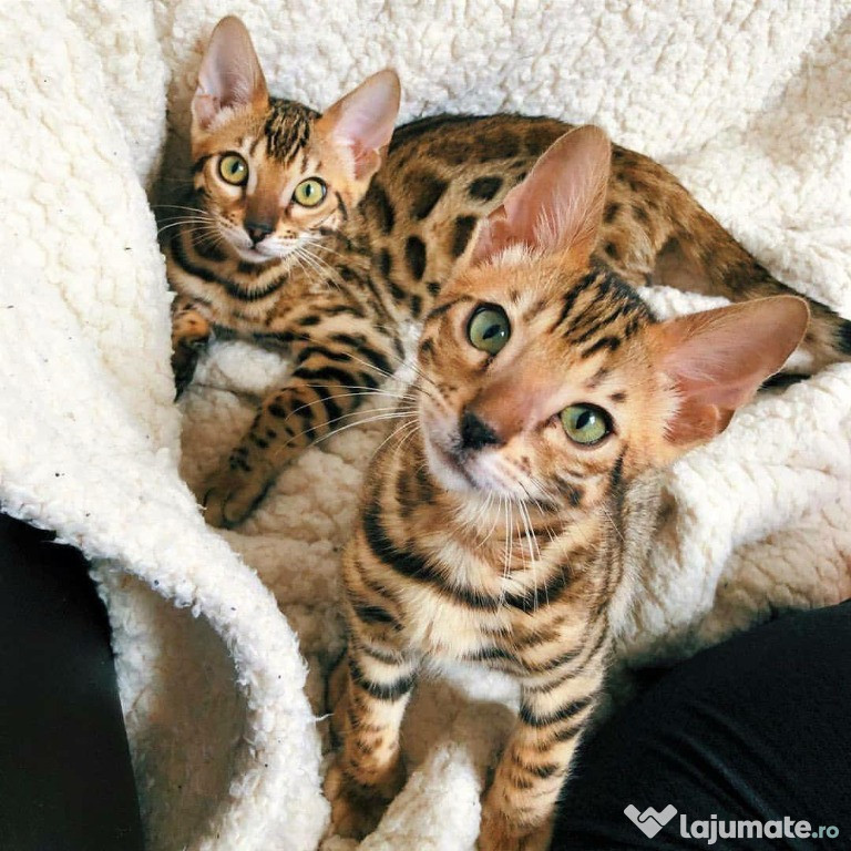 Pisicuțe Bengal disponibile