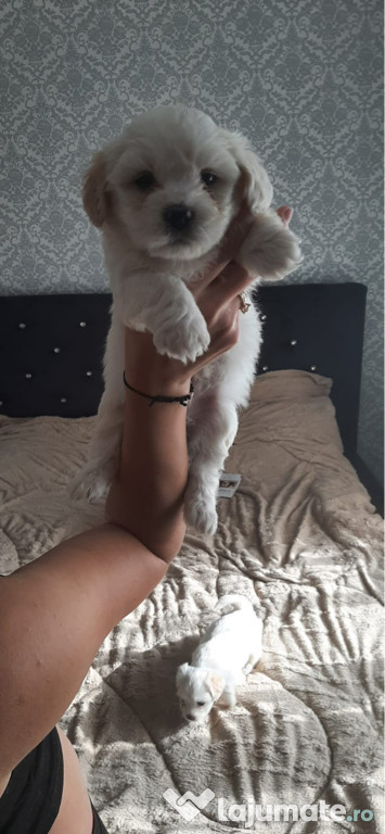 Căței Bishon drăgălași !!!!