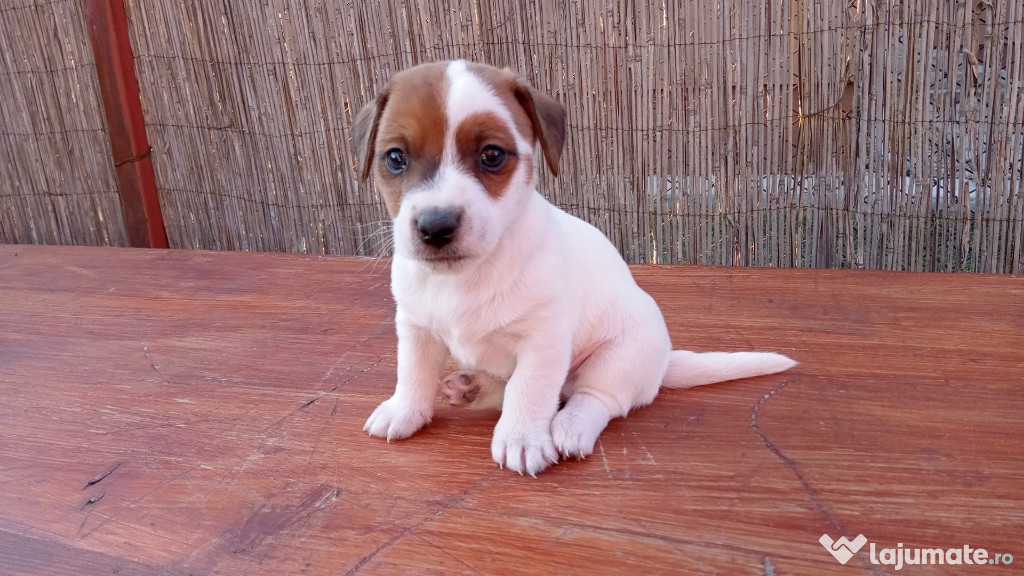 Jack russel terier rasa pura