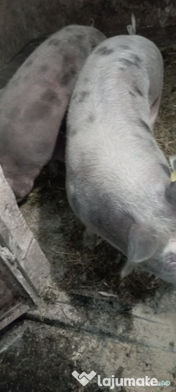 De vânzare crescuți la țară