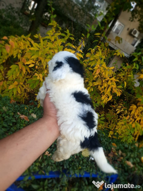 Shih tzu mini toy
