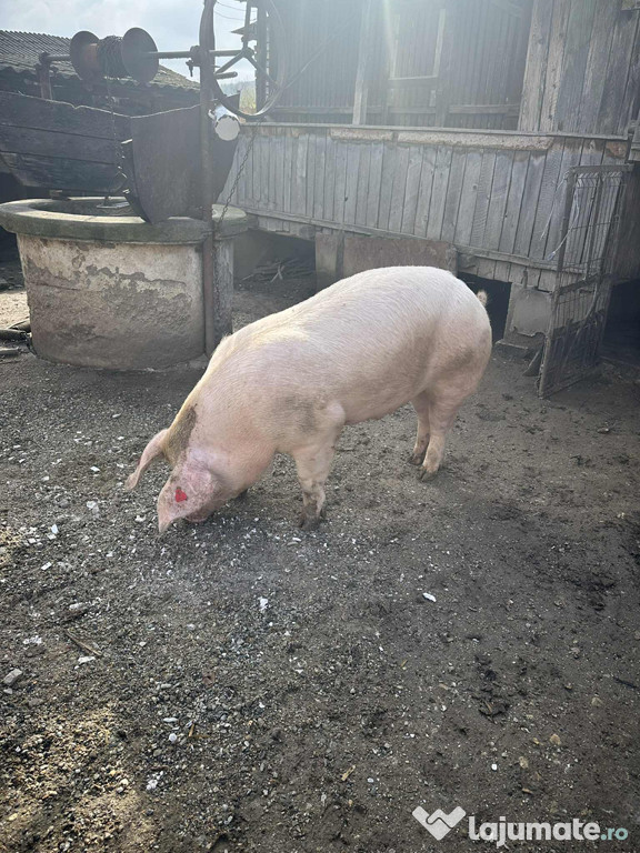 Porc de Crăciun marele alb
