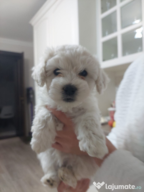 Vand cățelușă drăgălașă și jucăușă (maltipoo +bichon))