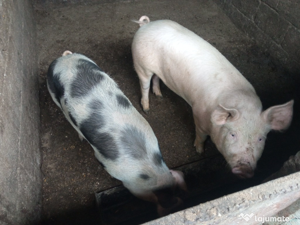 Vand porci intre 100-120kg