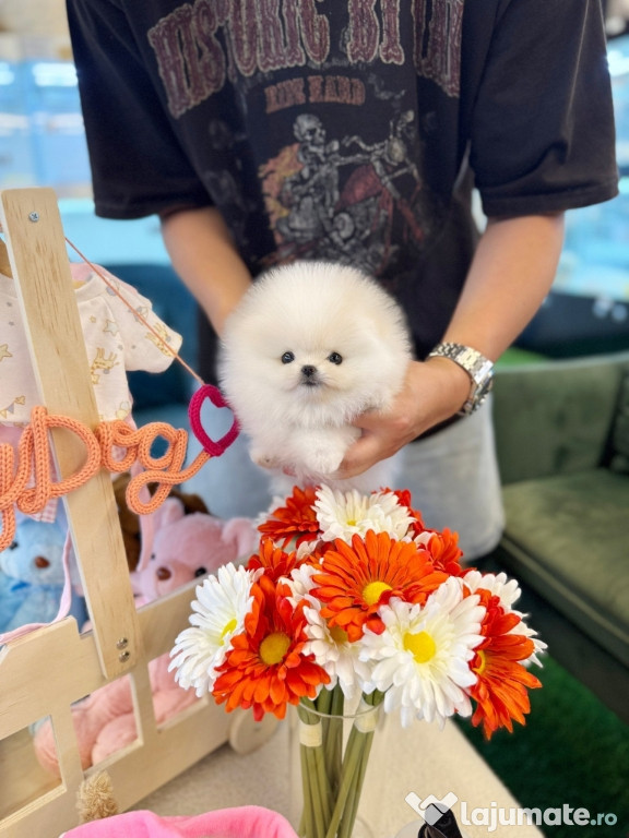 Pomeranian mini toy