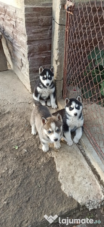 Catelusi Husky Siberian