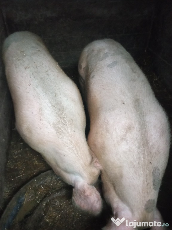 Vand 2 porci la 350kg