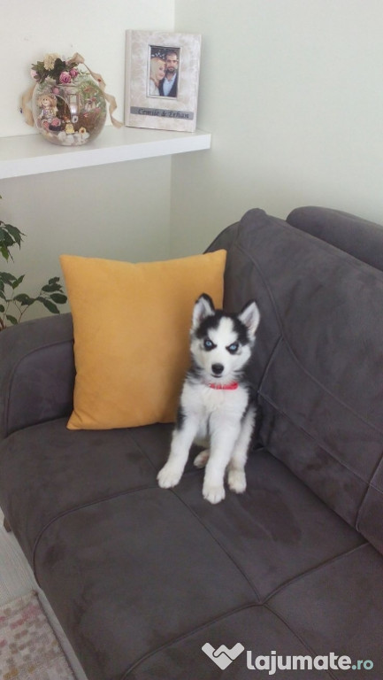 Husky siberian ochii albastri