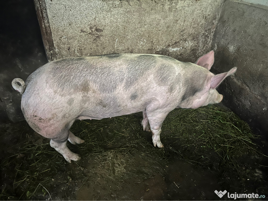 Vând porc pentru Crăciun