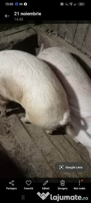 Porc de Crăciun brânză de burduf