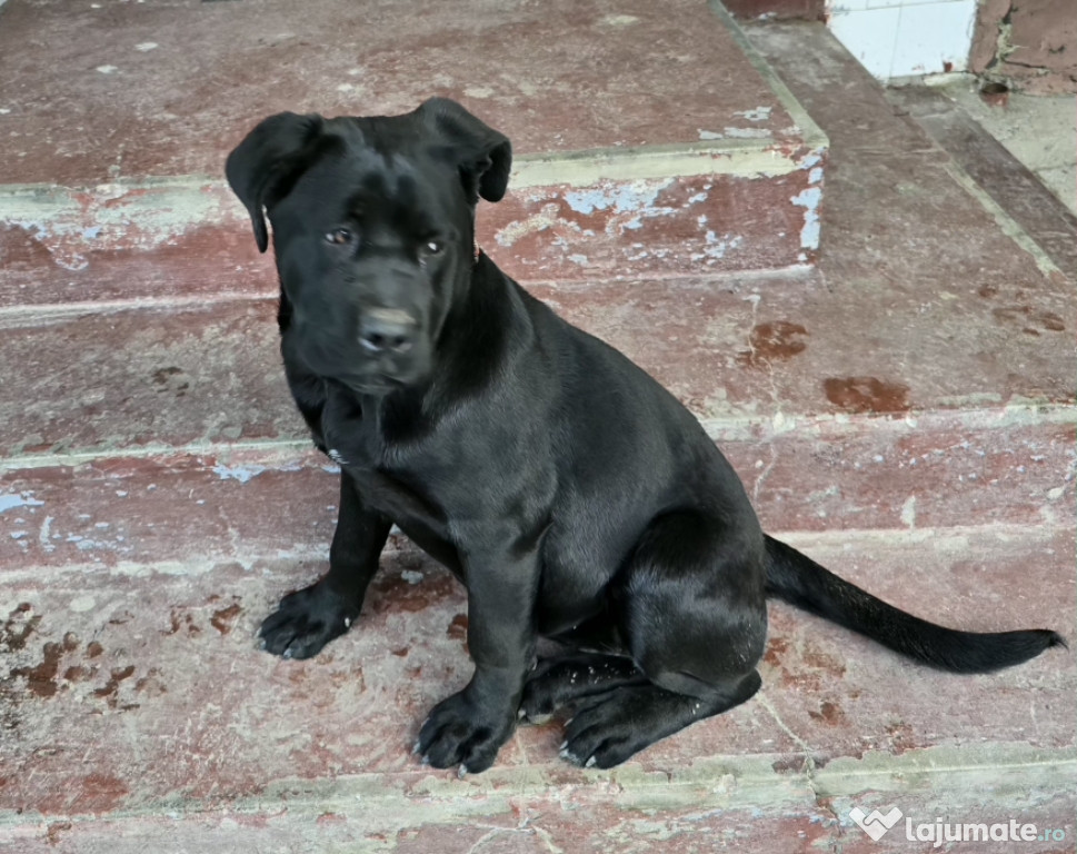 Catelusa cane corso