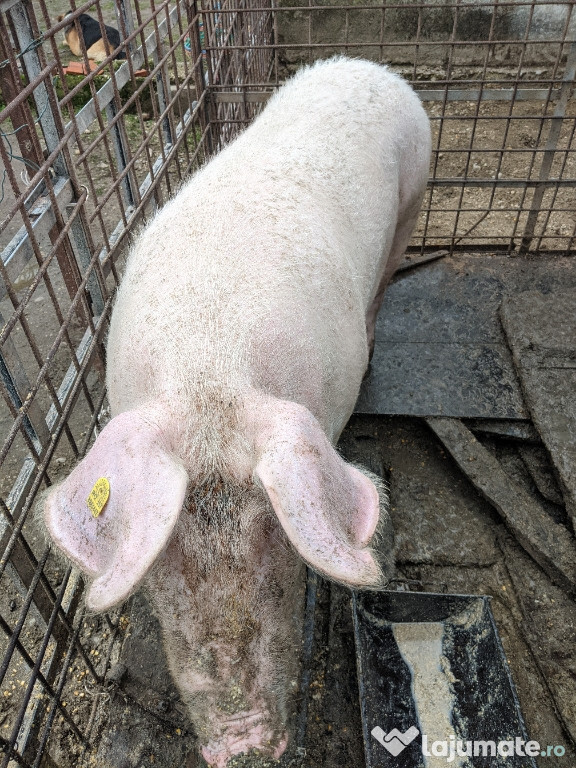 Vând porc pentru Crăciun