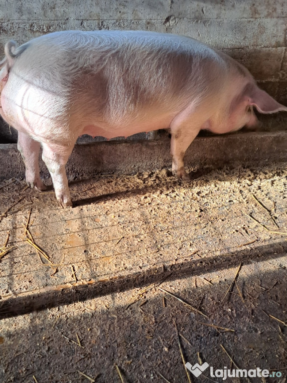 Vand porci rasa de carne