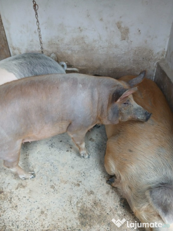 Vand porc crescut bio