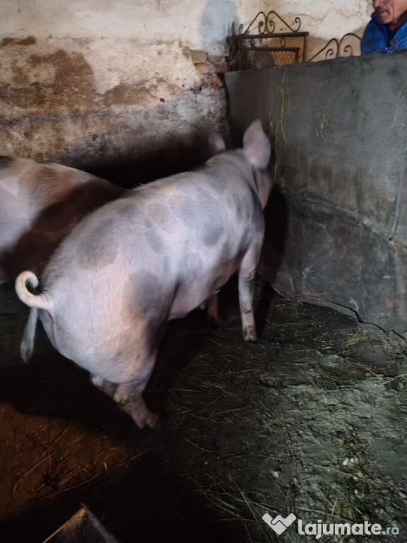 Porc de vânzare 200 kg preț 18 Ron negociabil