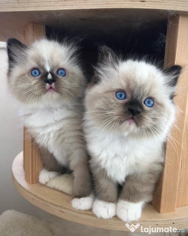 ???? Imádnivaló Ragdoll kiscica Elérhető ????