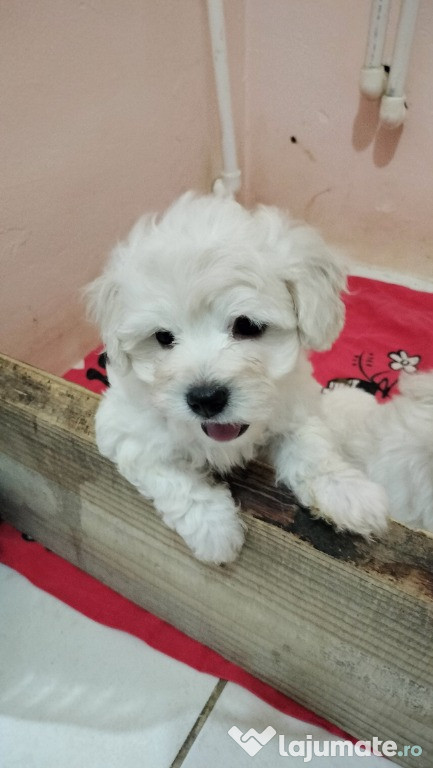 Bichon maltez talie mica