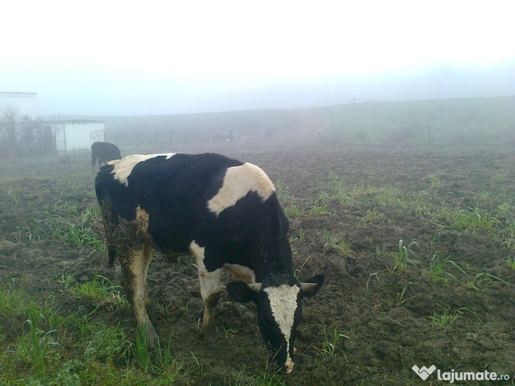 Taur de vanzare - varsta: 1 an