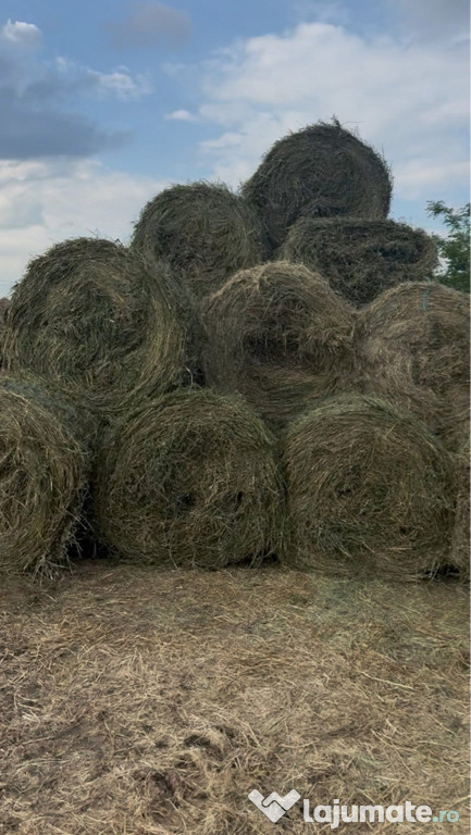 Vând baloți de lucernă,tocătură de tulei și tulei întregi
