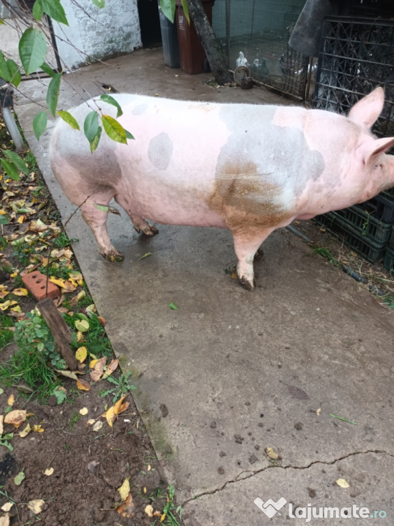 Porci pentru Crăciun