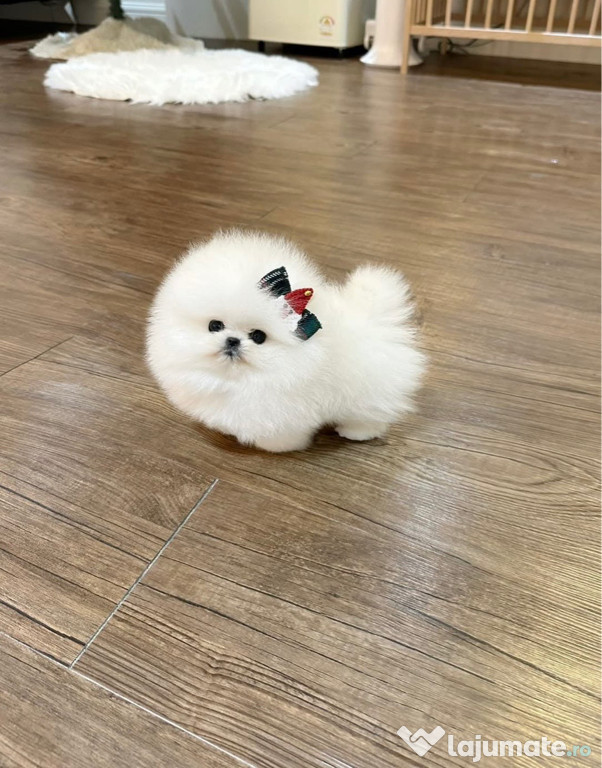 Pomeranian mini talie mică ~Cadoul ideal ~