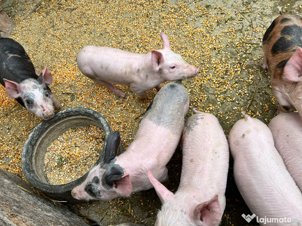 Vând purcei, în vârsta de 6 săptămâni