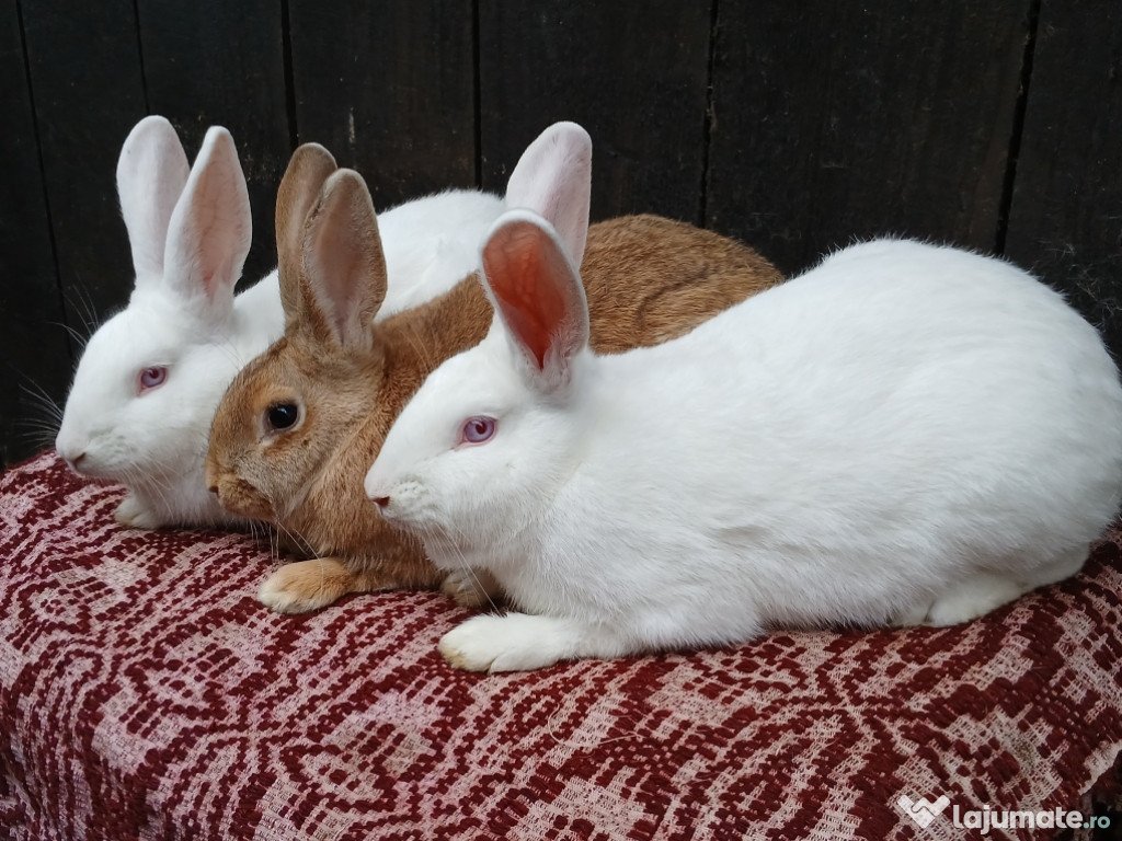 Iepuri hycole francez!