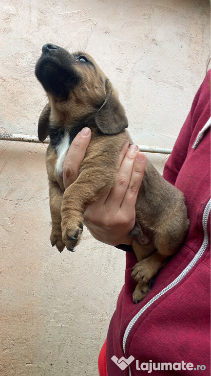 Căței teckel metis