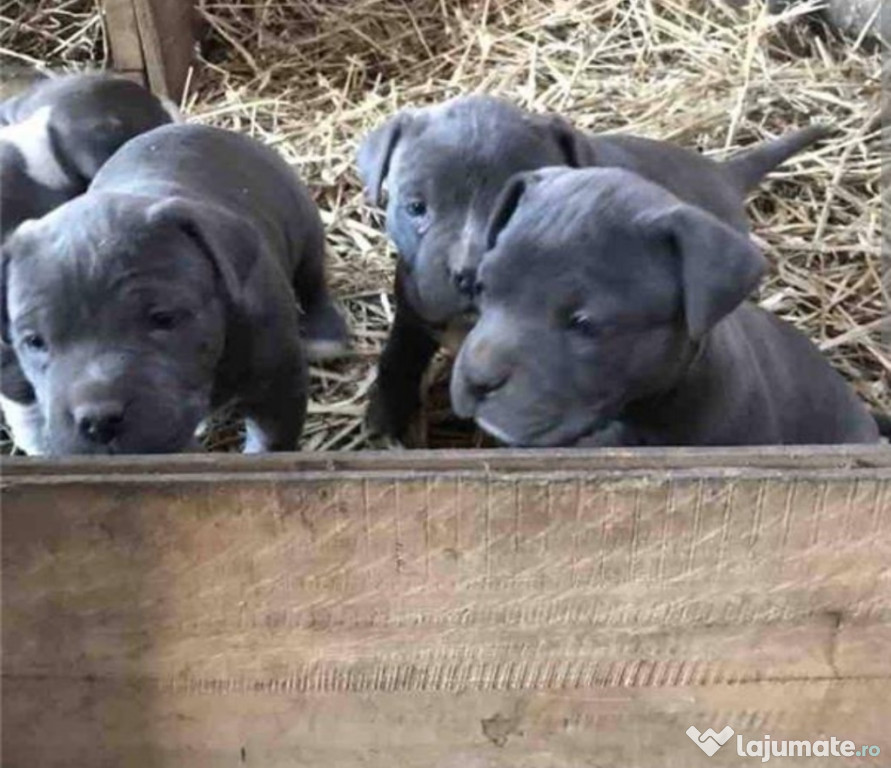 Pui de 6 săptămâni