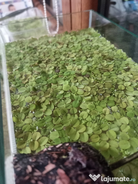 Plante acvariu plutitoare