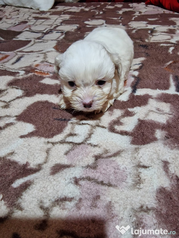 De vânzare bichon maltez