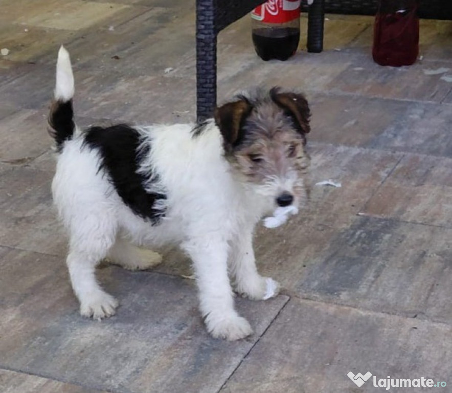 Fox terrier femela