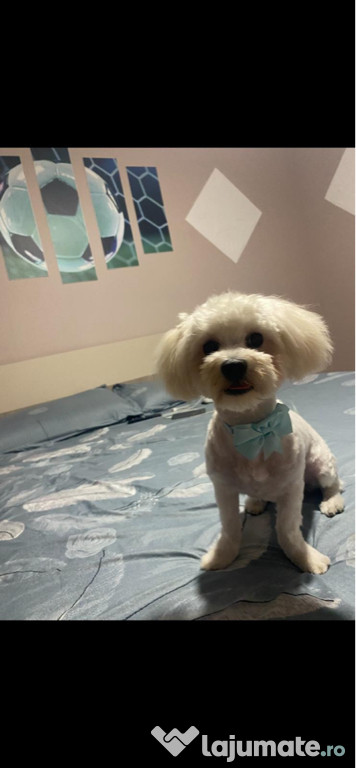 Bishon Maltez Mascul