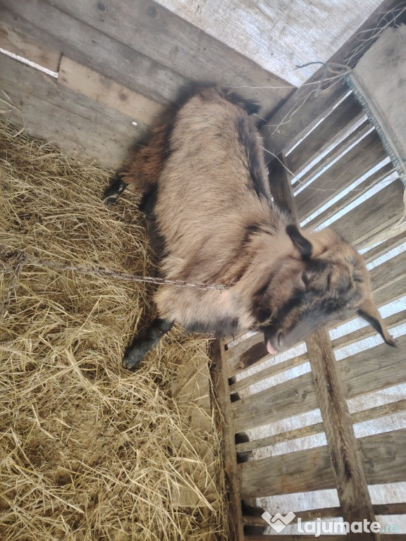 Vad tap. Alpin tânăr și cocoși