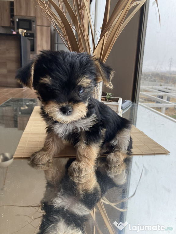 Yorkshire Terrier Mini