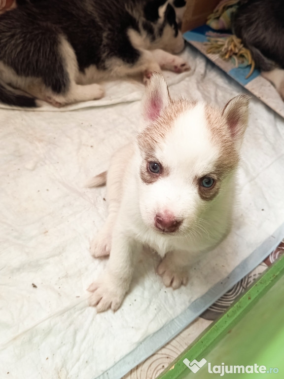 Vând cățeluși de rasă Husky Siberian
