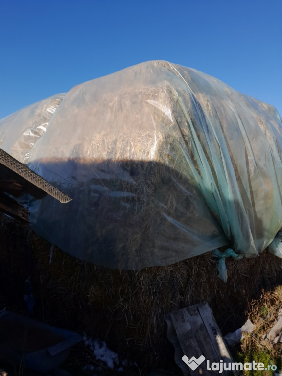 Baloti de ovaz de vanzare