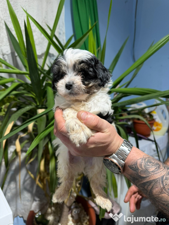 Cățeluși își caută căsuțe