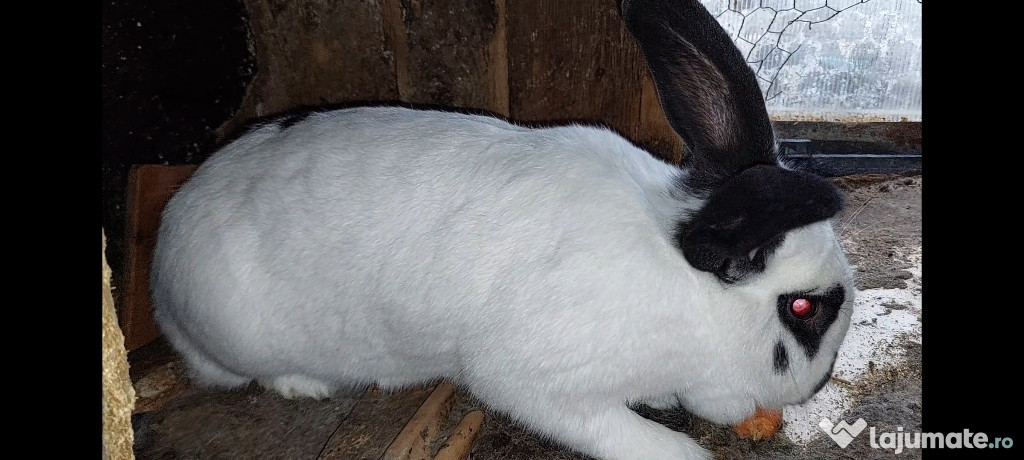 Desfințez custi iepuri județul Cluj