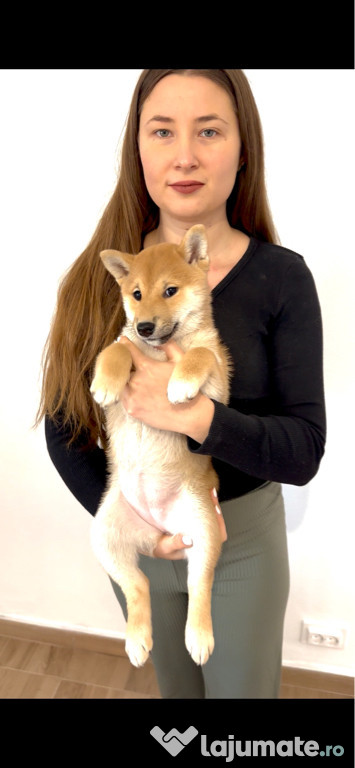 Fetita Shiba Inu