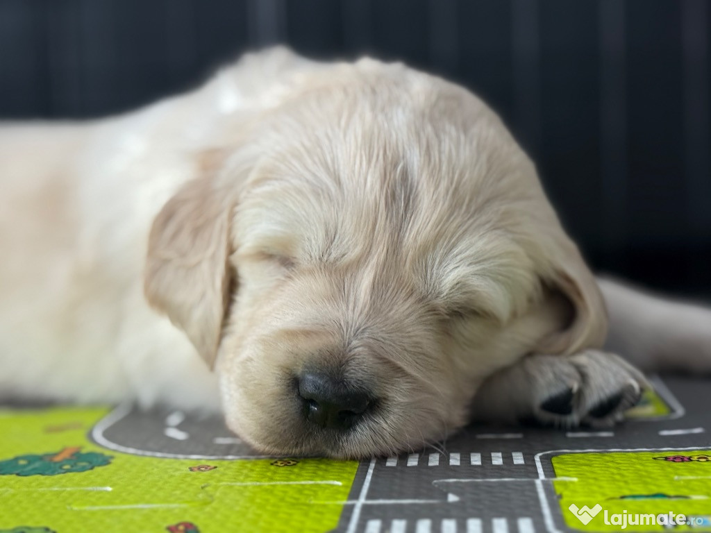 Pui de Golden Retriever își caută o nouă căsuță ????????