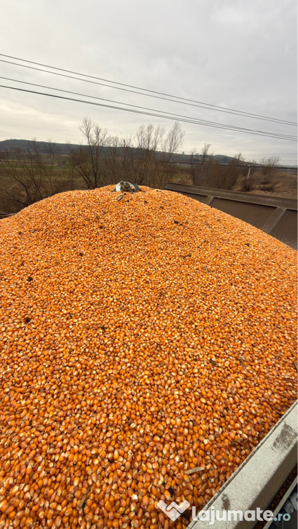 Porumb productie 2025