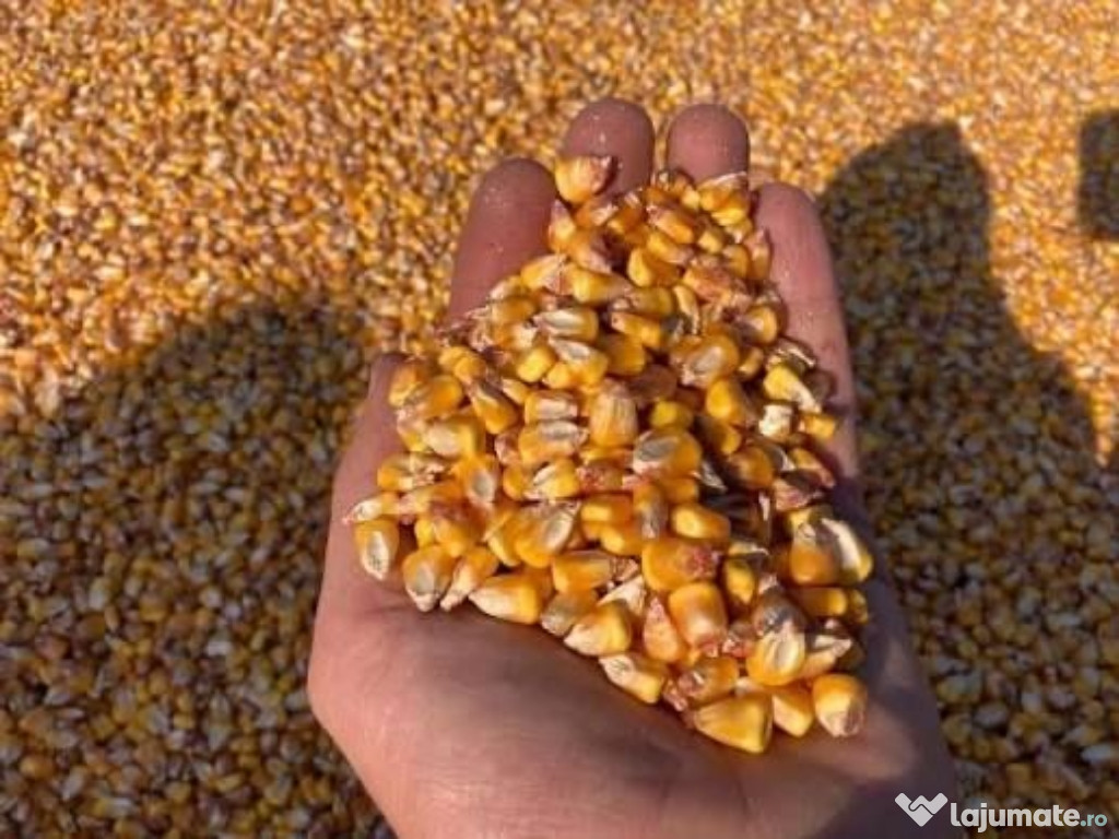 Porumb anul 2025 uscat