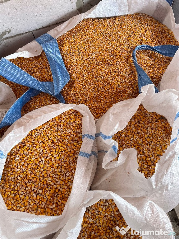 Porumb Pioneer de vânzare