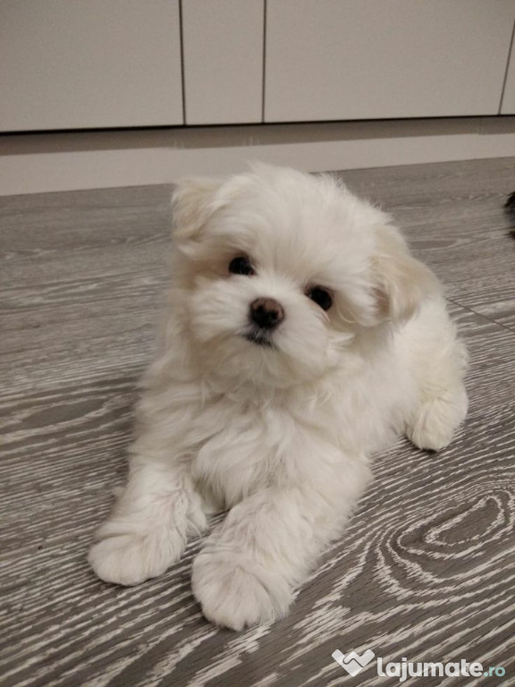 Bichon maltez mini toy